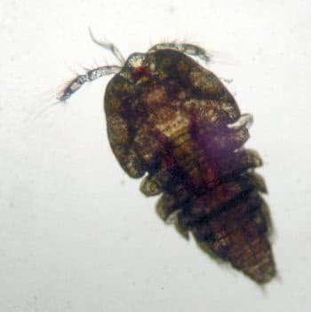 Harpacticoid copepod